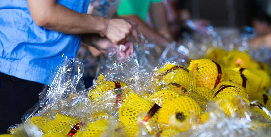 Hands packing citrus into a finished export carton