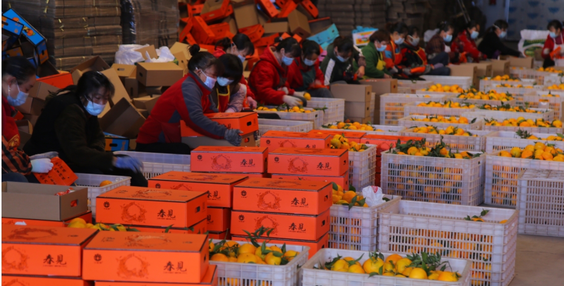Cunjindi packing hall with workers, fruit crates and finished cartons