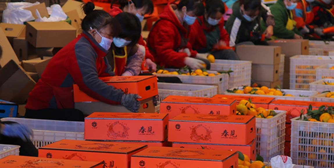 Workers sorting tangerines into crates along our grading line