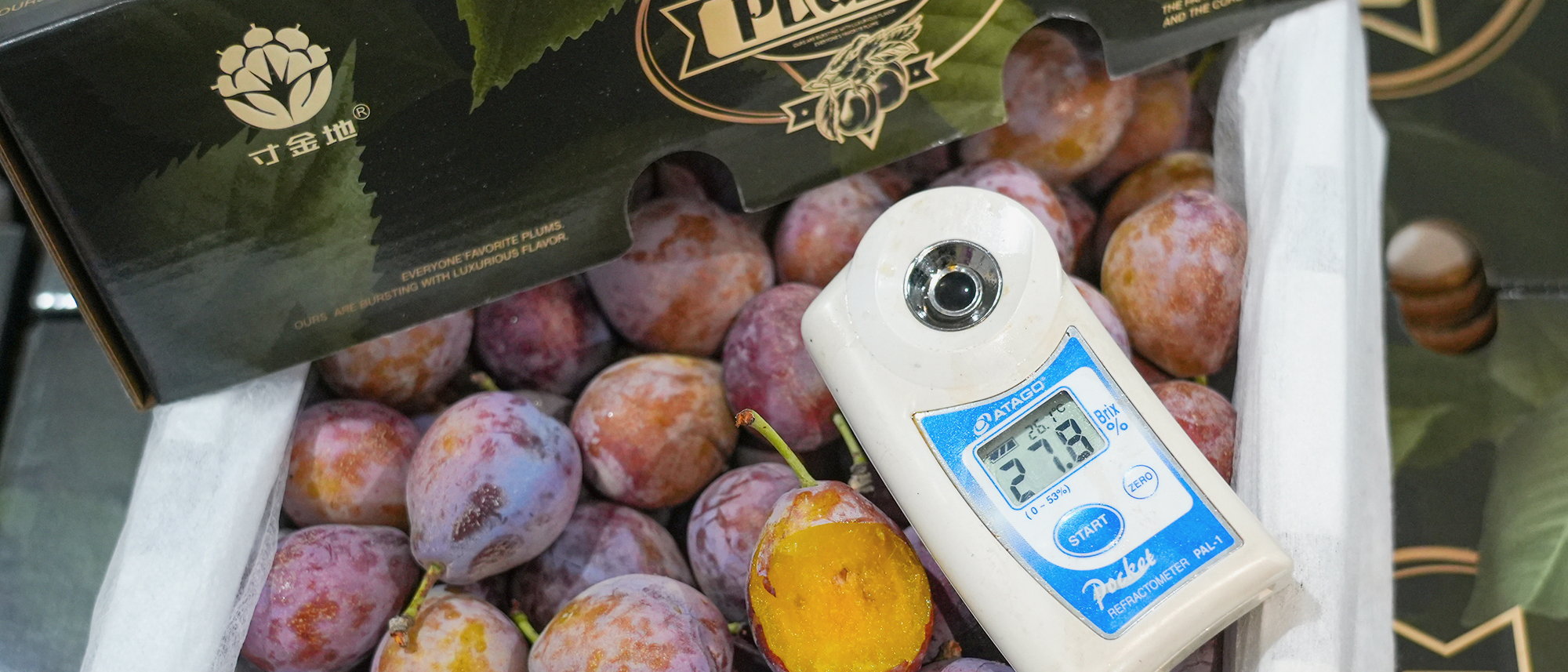 A pocket refractometer lying on graded prunes inside a foam-lined export carton, one fruit cut open beside it