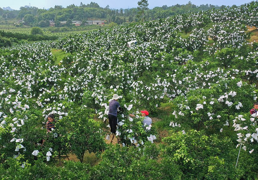 Citrus trees seen from above, every fruit inside its own paper sleeve