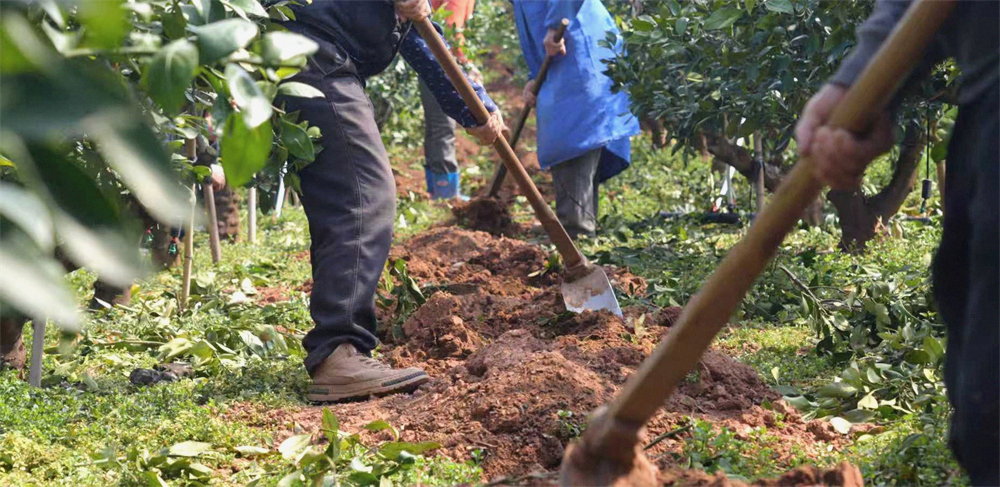A worker moving between the rows of a citrus orchard on red ground