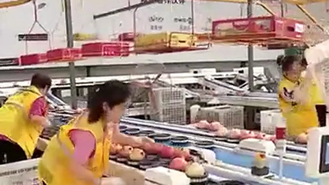 Soft-seed pomegranate grading — CCTV-13, 7 September 2025