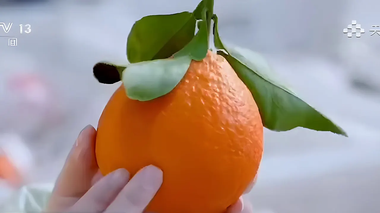 Citrus grading and carbon labelling — CCTV-13, 11 January 2026