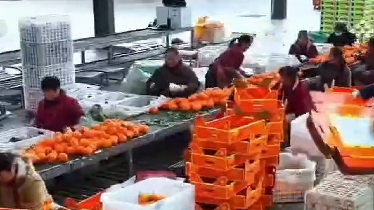 Citrus grading and carbon labelling — CCTV-13, 11 January 2026