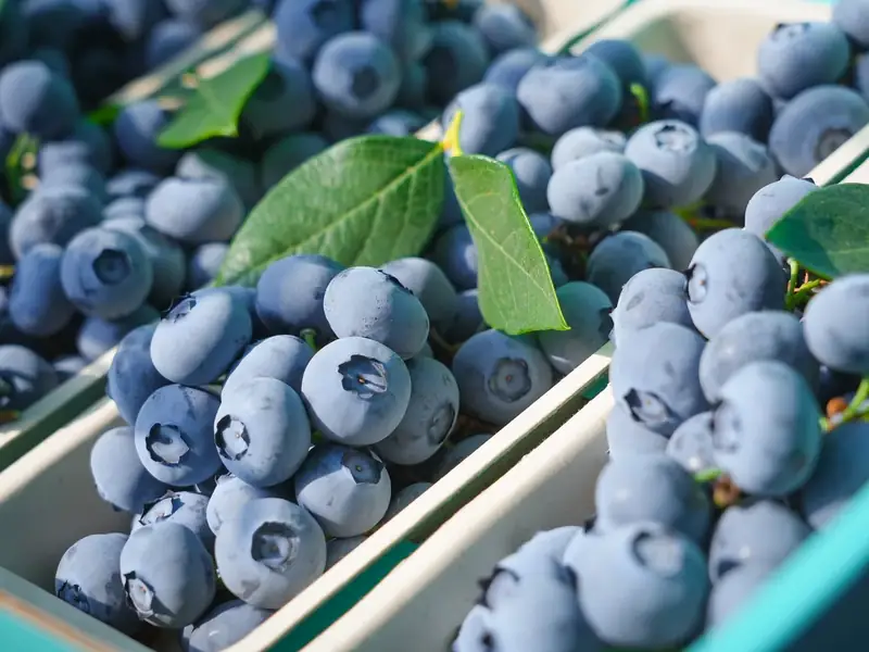 Blueberry buying briefs: keep fruit size and punnet needs separate