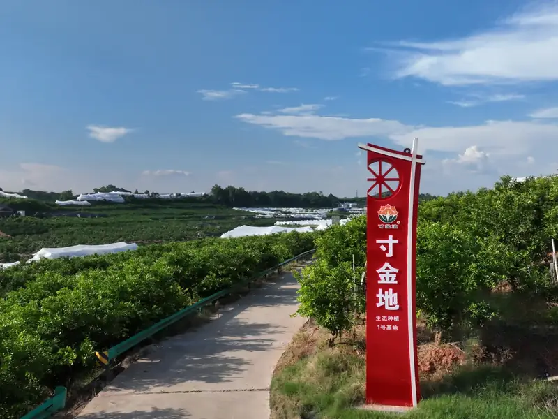 How to write an origin-led buying brief for Chunjian from Jintang