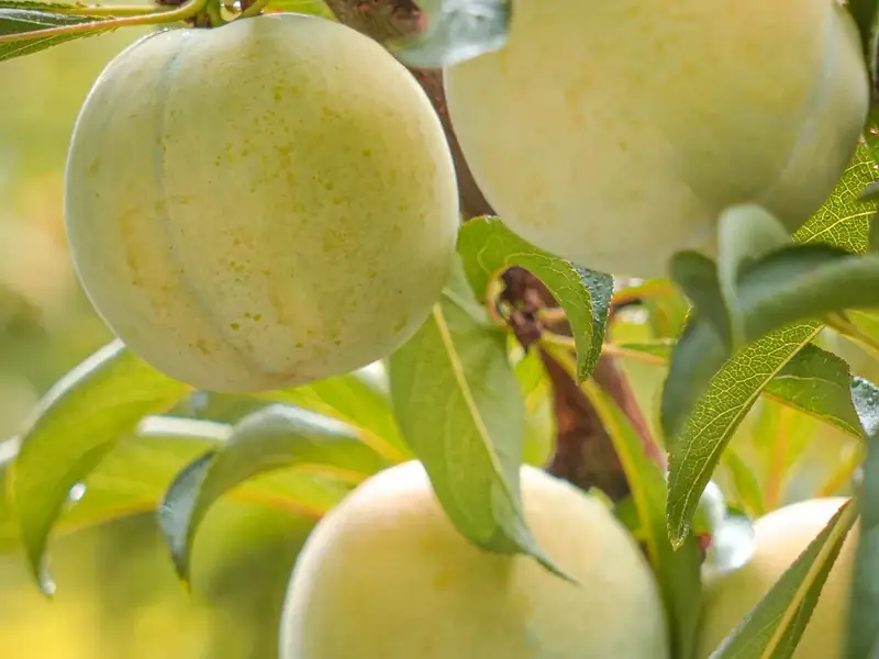 Green Honey Plum enquiries: confirm the proposed lot’s origin first