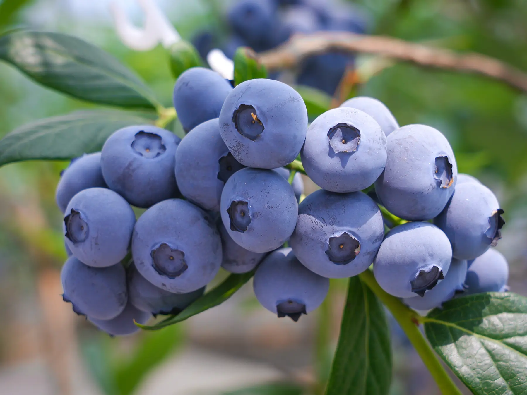 Yunnan blueberries on the bush