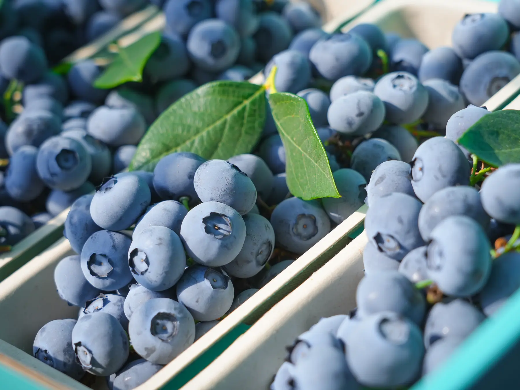 Fresh blueberries presented in fruit trays