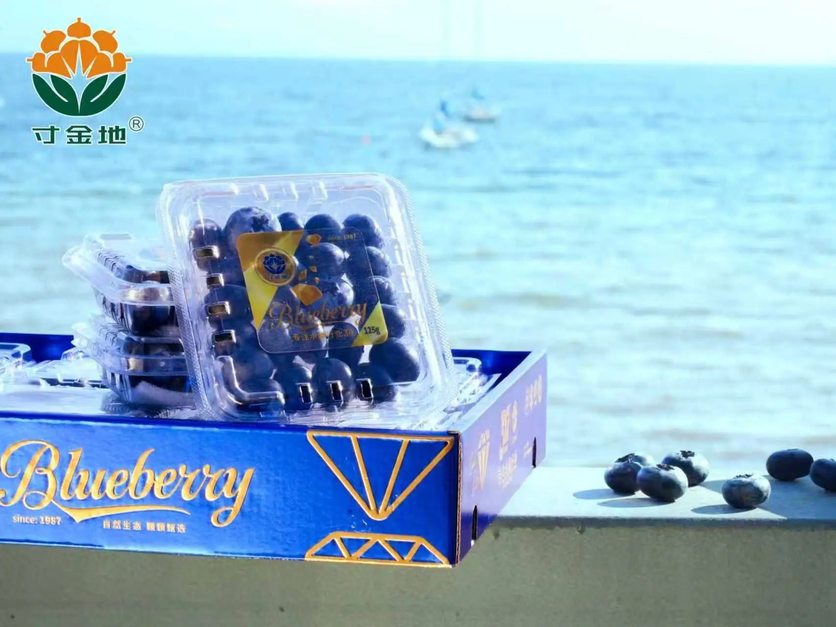 Cunjindi branded blueberry punnets and outer packaging