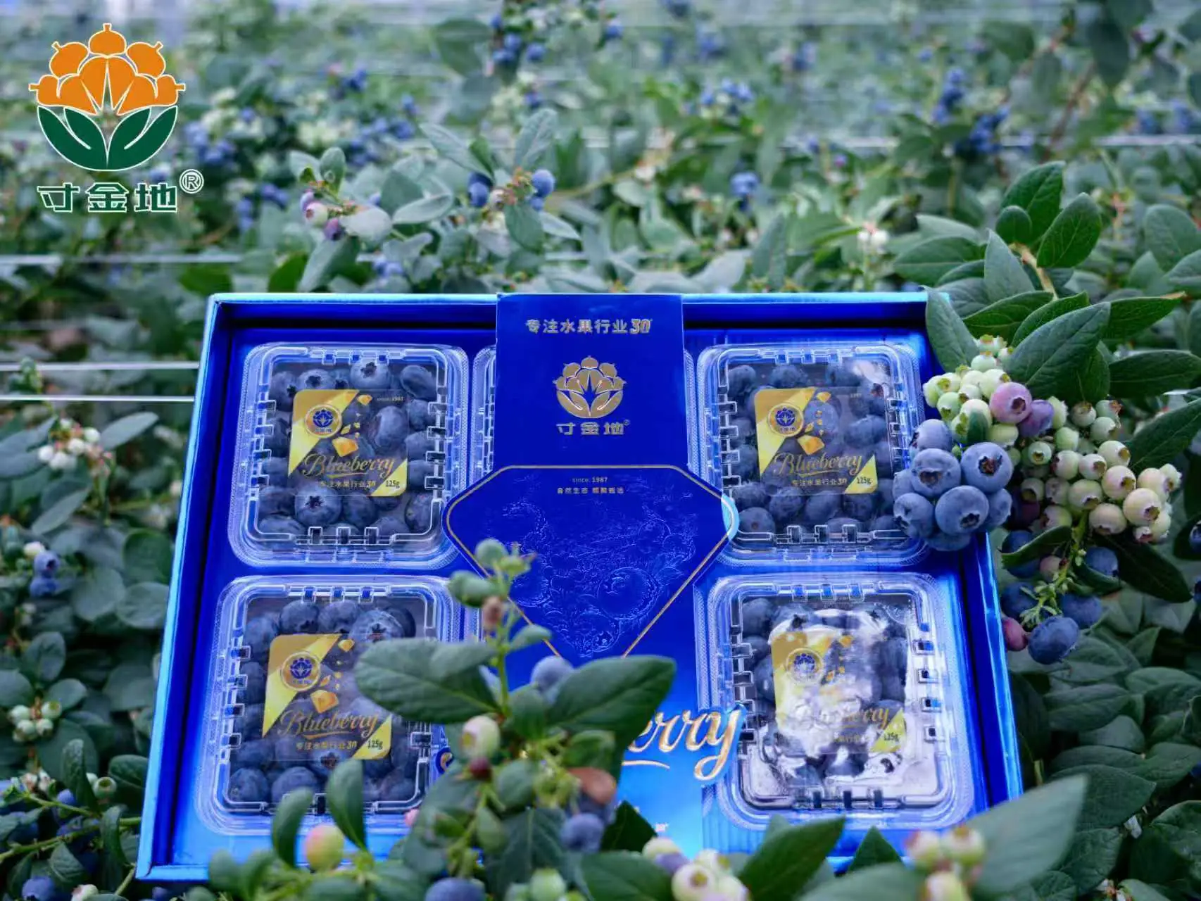 Cunjindi branded blueberry punnets and outer packaging