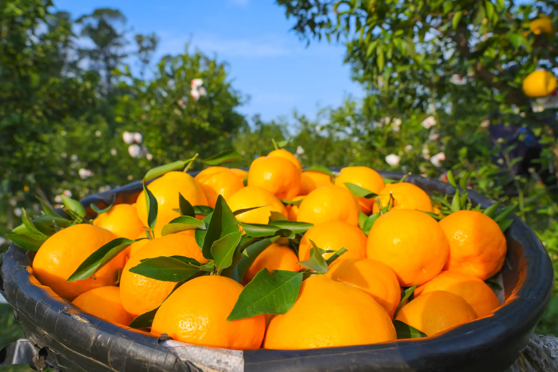 Freshly picked Chunjian tangerines in the orchard