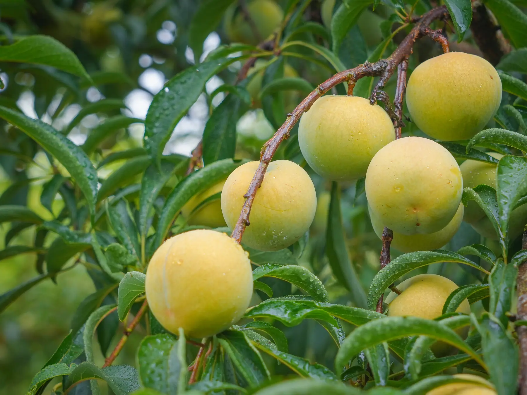 Green Honey Plums ripening on the branch