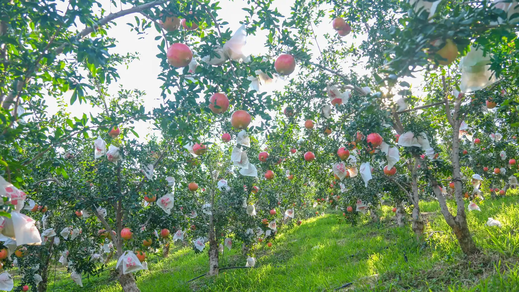 Sunlight through the pomegranate orchard in Huili, Sichuan