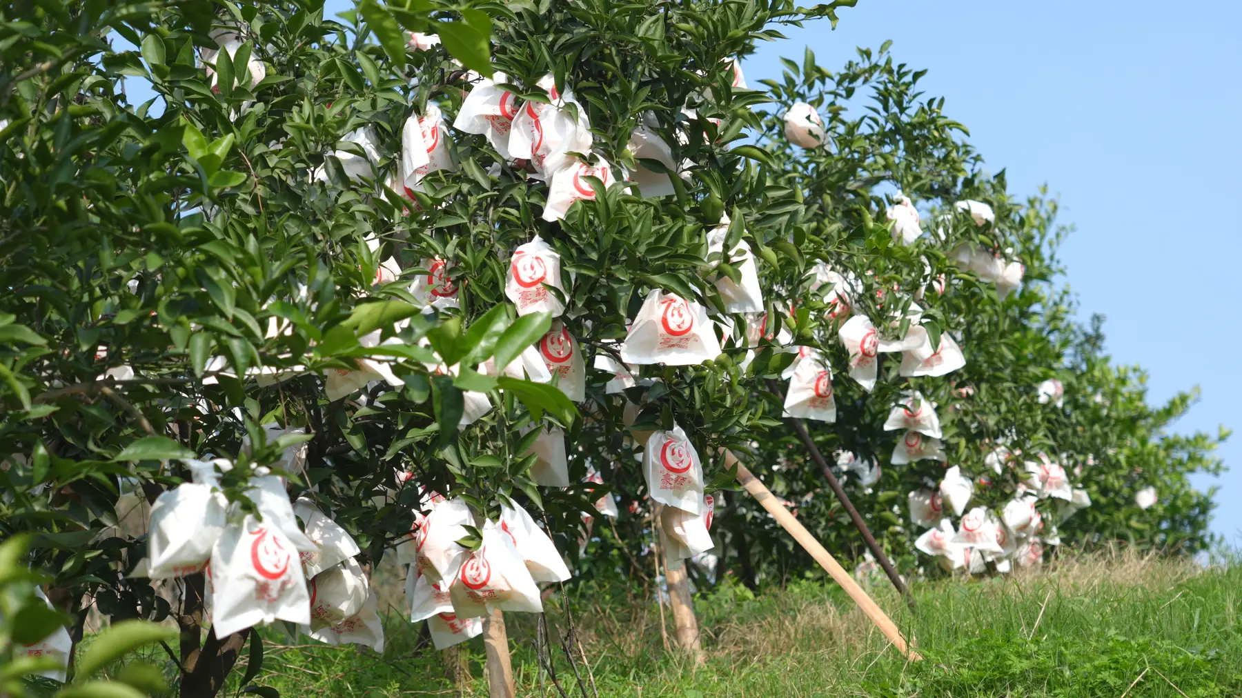 Fruit protected with individual orchard bags on the tree