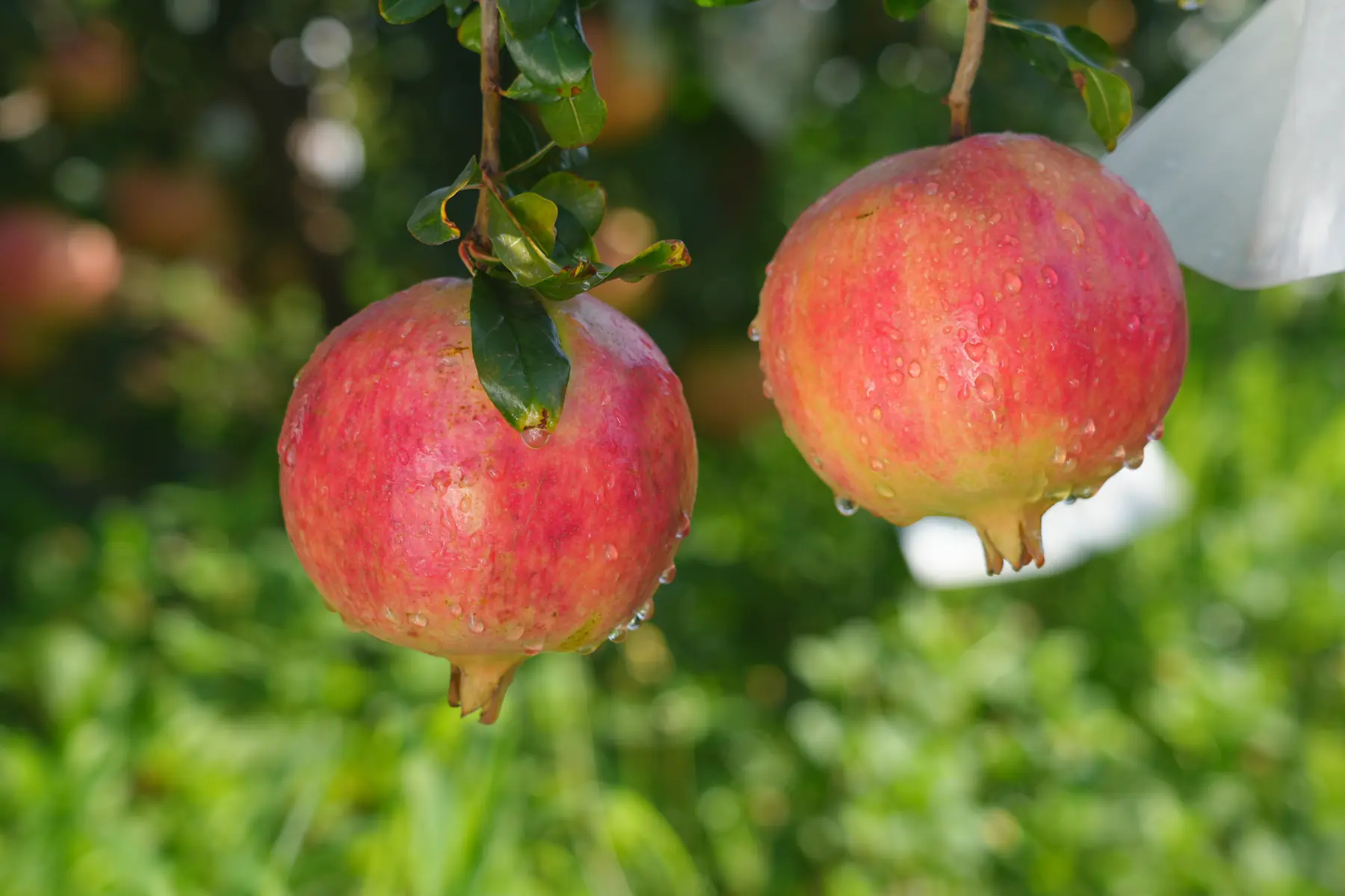 Soft-seed pomegranates ripening on the branch