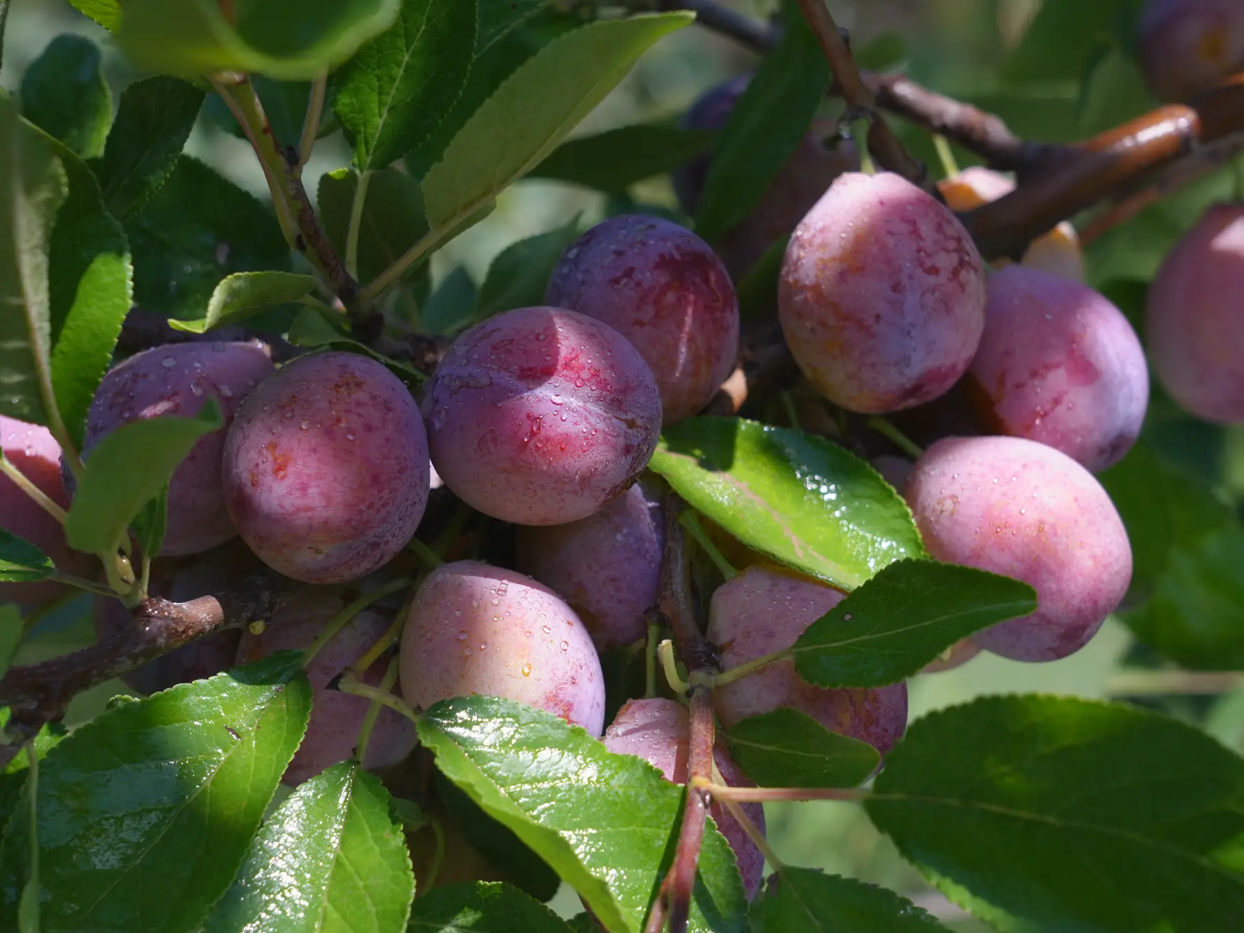 Fresh prunes ripening on the branch