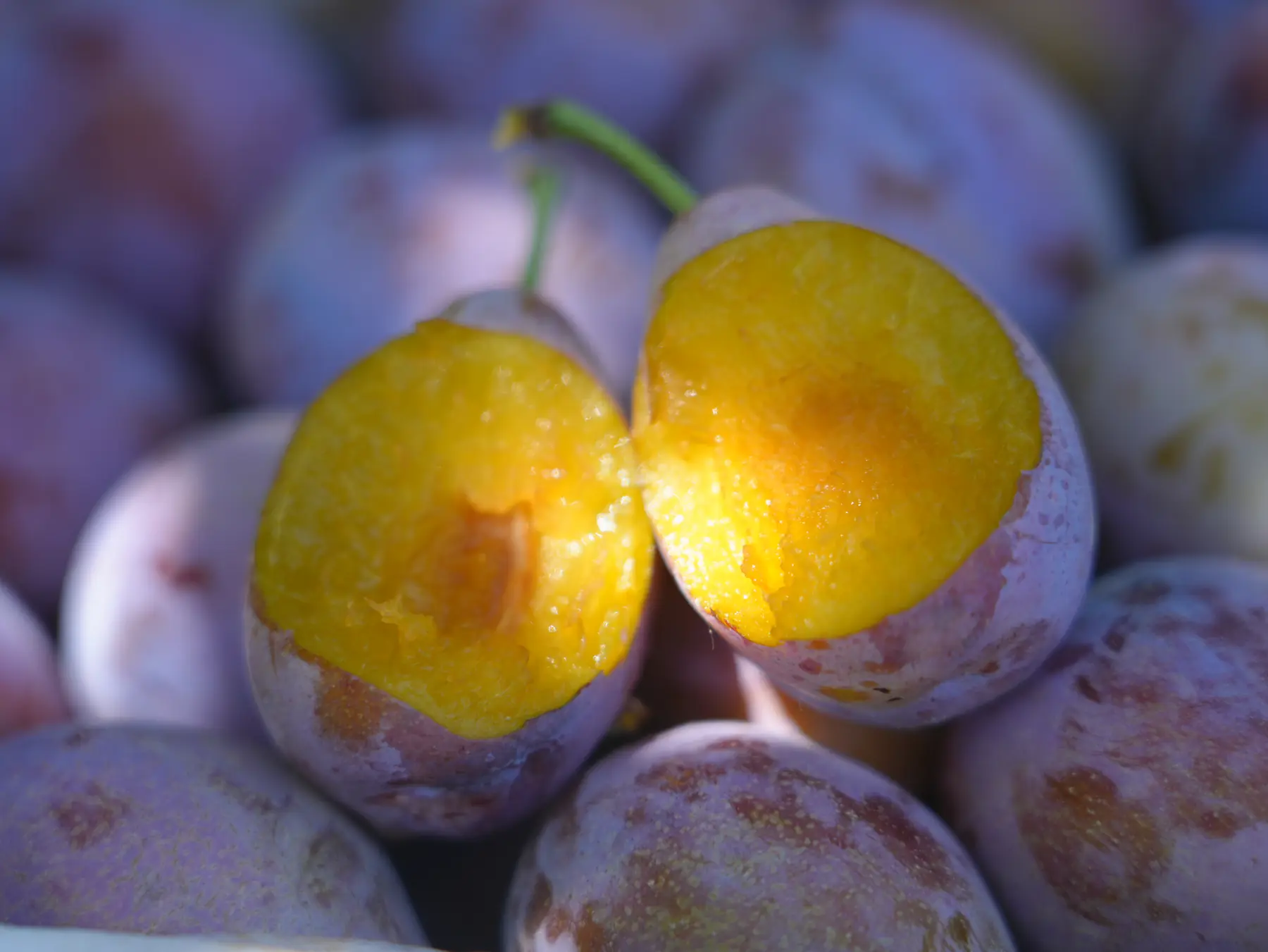 A cut prune showing the golden flesh