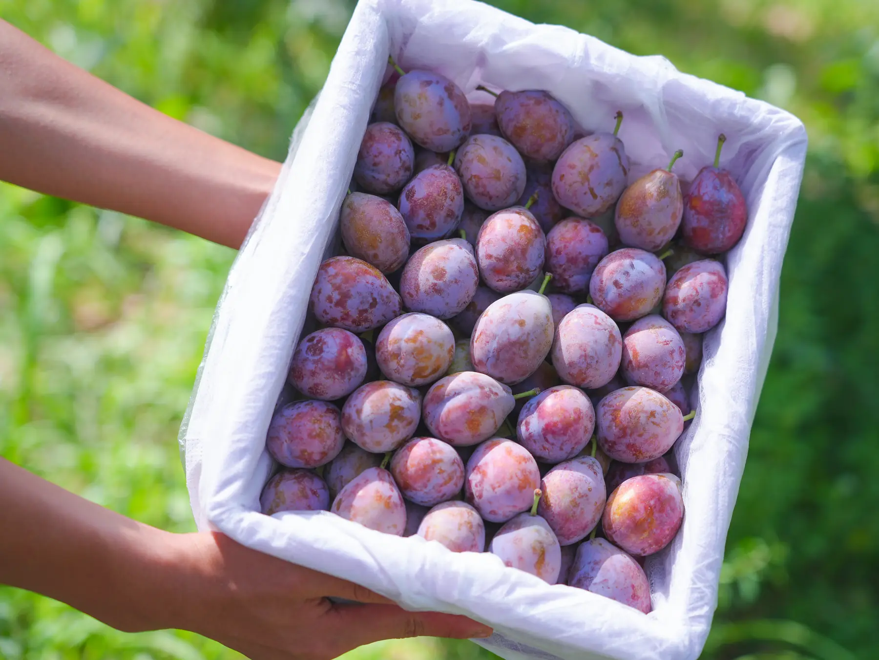 Freshly picked prunes in a lined fruit box