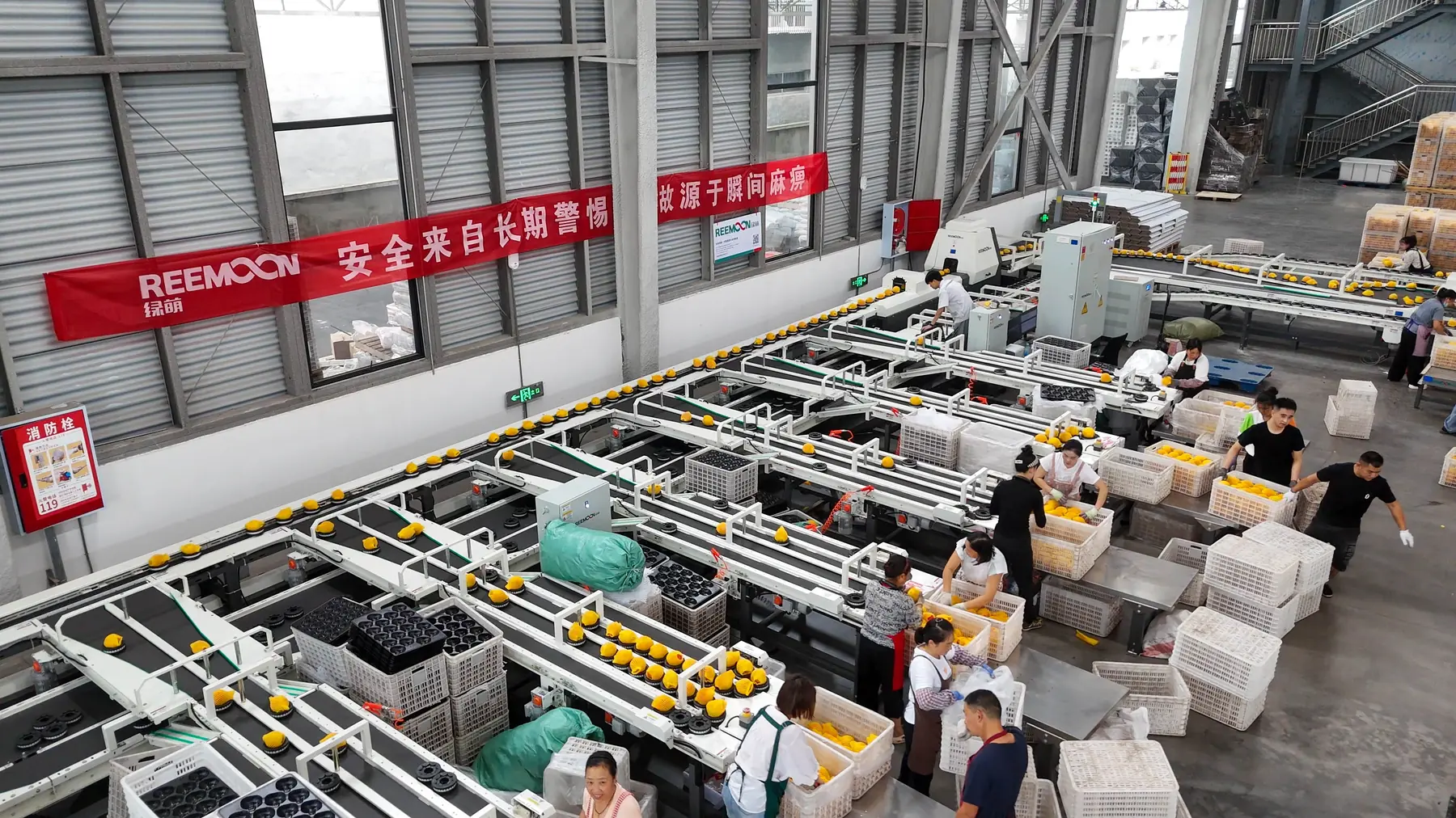 The Cunjindi team sorting fruit along the grading line